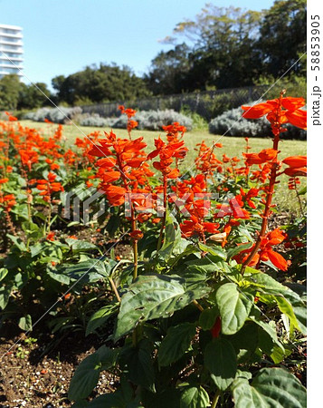 真っ赤な赤い花はサルビアの花 真っ赤な赤い花はサルビアの花 58853905