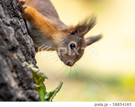 Portrait of a squirrel on a tree trunk 58854165
