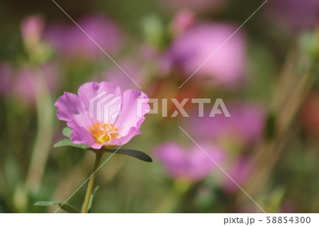 ピンクのポーチュラカ ピンクのポーチュラカ 58854300