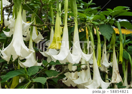 White Angel's Trumpet flowers White Angel's Trumpet flowers 58854821