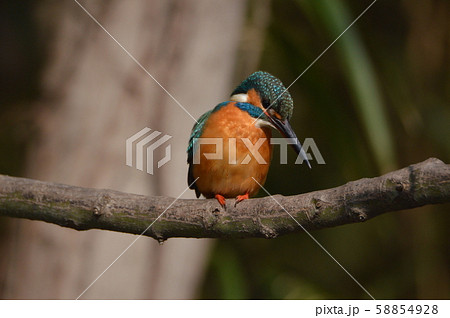 オスのカワセミ（根川緑道･立川公園／東京都立川市） 58854928