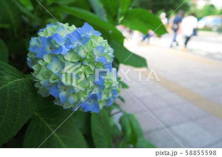 「あじさい咲く頃」 58855598