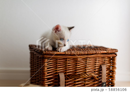 仔猫 生後4週間 保護猫 仔猫 生後4週間 保護猫 58856106
