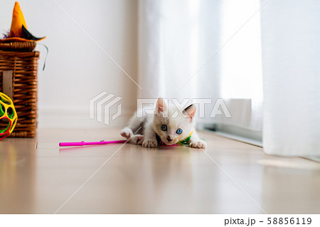 仔猫 生後4週間 保護猫 仔猫 生後4週間 保護猫 58856119