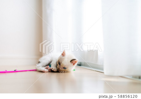 仔猫　生後4週間　保護猫 58856120