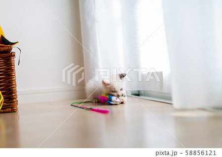 仔猫　生後4週間　保護猫 58856121