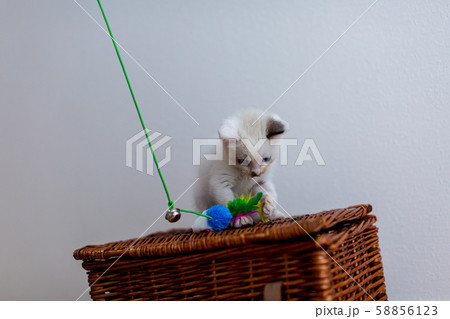 仔猫　生後4週間　保護猫 58856123