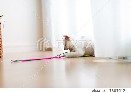 仔猫　生後4週間　保護猫 58856124