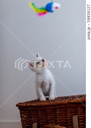 仔猫　生後4週間　保護猫 58856127