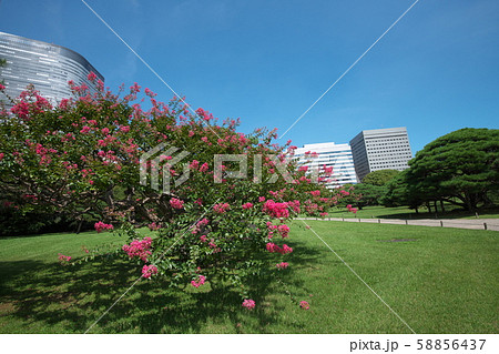 浜離宮　日本庭園　オフィスビル 58856437