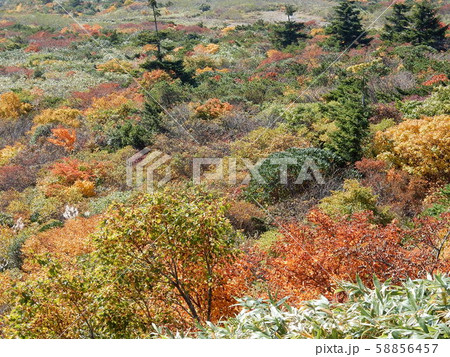 宮城蔵王の美しい紅葉 58856457
