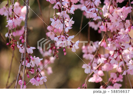まだ蕾が多く見られる梅岩寺の枝垂桜(1) まだ蕾が多く見られる梅岩寺の枝垂桜(1) 58856637