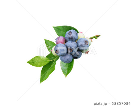 Blueberry berries and leaves branch 58857084