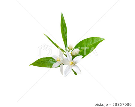 Orange flowers isolated on white Orange flowers isolated on white 58857086