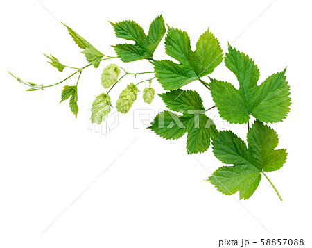 Hop branch isolated on white 58857088