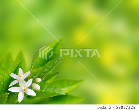 Orange white flowers spring background Orange white flowers spring background 58857228