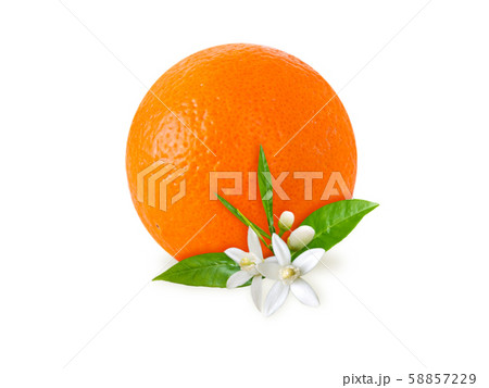 Orange fruit, flowers and leaves Orange fruit, flowers and leaves 58857229