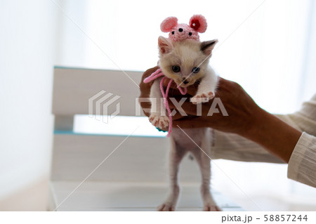 仔猫　生後4週間 子年 58857244