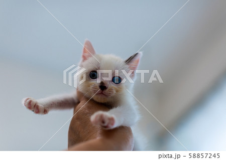 仔猫　生後4週間　保護猫　手乗り 58857245