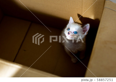 保護猫 捨て猫 仔猫 段ボール 保護猫 捨て猫 仔猫 段ボール 58857251