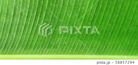 Details of the banana leaf  58857294