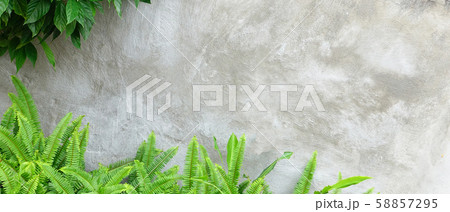 Beautiful green fern is beside the wall                                                               58857295