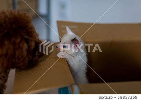 保護猫 捨て猫 仔猫 段ボール 保護猫 捨て猫 仔猫 段ボール 58857369