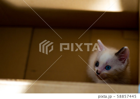 保護猫　捨て猫　仔猫　段ボール 58857445