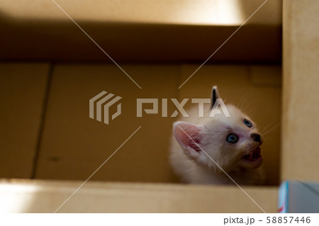 保護猫　捨て猫　仔猫　段ボール 58857446