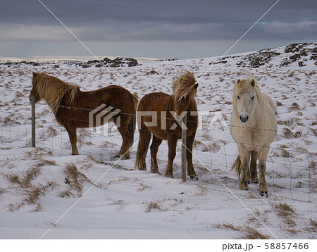 A winter landscape with cute Icelandic horses A winter landscape with cute Icelandic horses 58857466