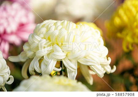 菊の花　大輪 58857908