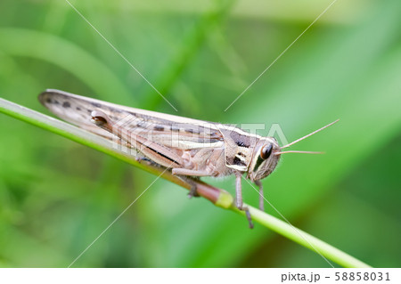 ツチイナゴ ツチイナゴ 58858031