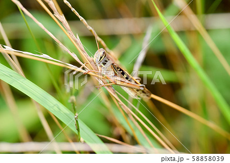 ツチイナゴ 58858039
