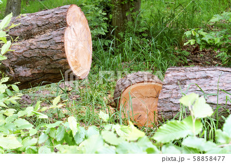 clean trunk of sawn pine, sawn tree in the forest 58858477