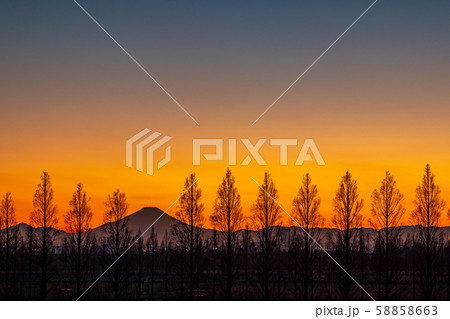 埼玉県　荒川河川敷のメタセコイア並木と富士山の夕景 58858663