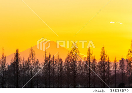 埼玉県　荒川河川敷のメタセコイア並木と富士山の夕景 58858670