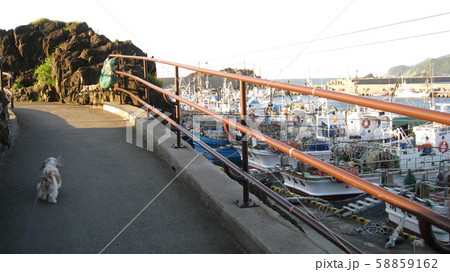 漁船が所せまし並ぶ鼠ヶ関漁港の弁天岩遊歩道を散歩する犬 58859162