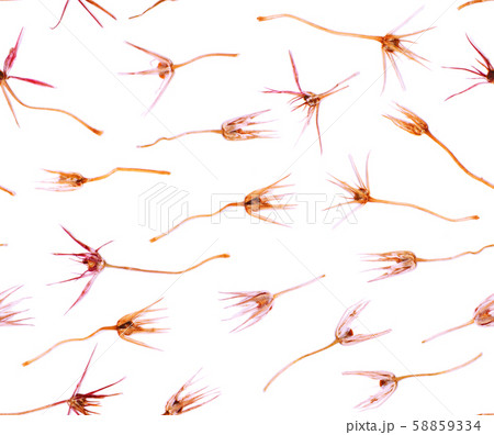 Pressed and dried summer yellow pink flowers on a white pattern 58859334