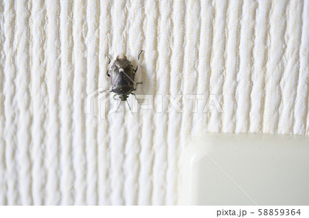 室内に侵入したカメムシ（スコットカメムシ） 58859364