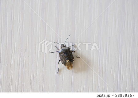 室内に侵入したカメムシ（スコットカメムシ） 58859367