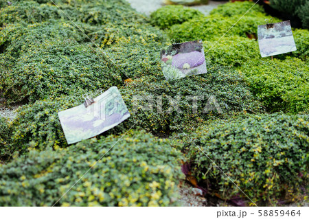 Thymus serpyllum, Breckland wild or elfin thyme in 58859464