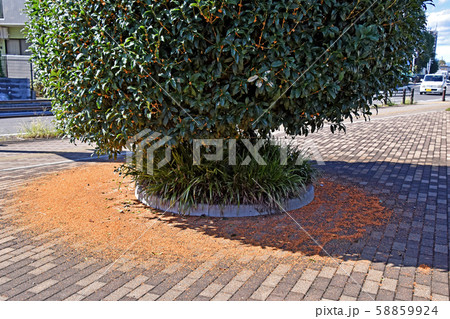 強い雨で沢山花の落ちた金木犀 58859924