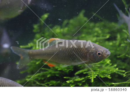 ヤリタナゴ（成魚オス） 58860340