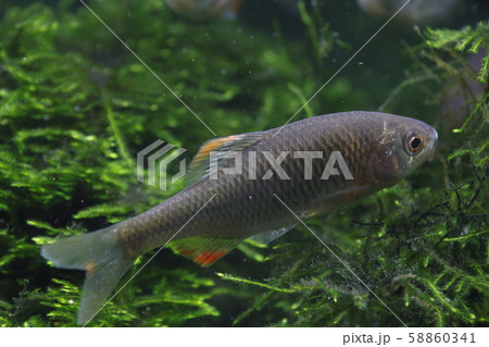 ヤリタナゴ（成魚オス） 58860341