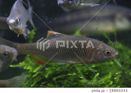 ヤリタナゴ(成魚オス) ヤリタナゴ(成魚オス) 58860343