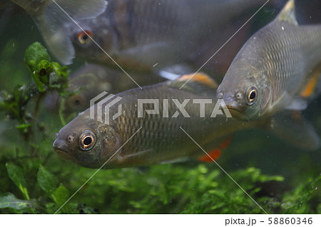 ヤリタナゴ（成魚オス） 58860346