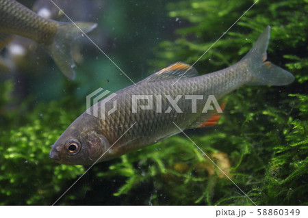 ヤリタナゴ(成魚オス) ヤリタナゴ(成魚オス) 58860349