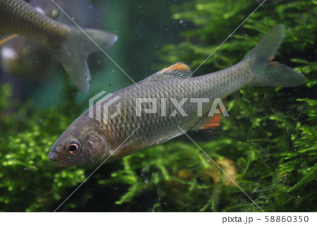 ヤリタナゴ（成魚オス） 58860350