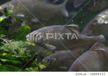 ヤリタナゴ（成魚オス） 58860352