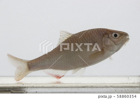 ヤリタナゴ（成魚オス） 58860354